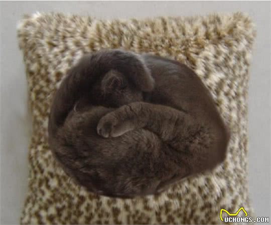 猫咪的各种小动作悄悄告诉你—冬天来了！老王助你让猫咪更好过冬