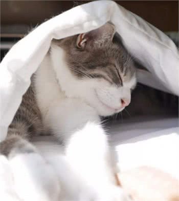 猫咪的各种小动作悄悄告诉你—冬天来了！老王助你让猫咪更好过冬