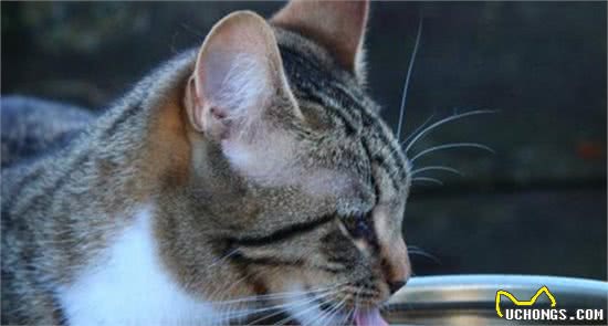 猫咪的各种小动作悄悄告诉你—冬天来了！老王助你让猫咪更好过冬