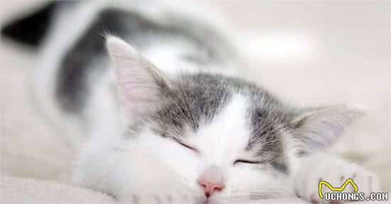 猫咪的各种小动作悄悄告诉你—冬天来了！老王助你让猫咪更好过冬