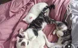 猫咪的各种小动作悄悄告诉你—冬天来了！老王助你让猫咪更好过冬