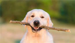 金毛犬好训练吗？要怎么训练？