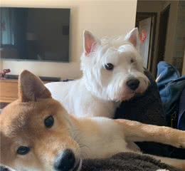 在家给狗洗澡，这样吹才是正确的