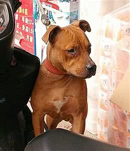 比特犬每天拉板砖，1个月后女子来验收成果，却有些后悔了