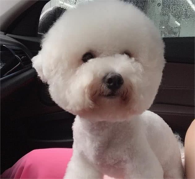 狗狗护食就靠打骂？NO,NO,NO,还有更好的办法