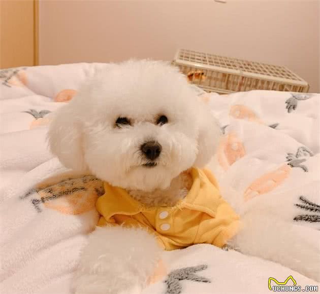 狗狗护食就靠打骂？NO,NO,NO,还有更好的办法