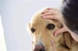 猫咪和狗狗常见的眼病，铲屎官一定要知道，要不然你的爱宠会失明