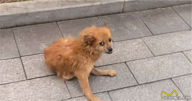 湖北：狗狗为了能被收养拼命摇尾巴，狗狗：我连流浪的资格都没了