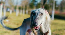 为什么中国神犬＂哮天犬细犬＂，那么少人养？