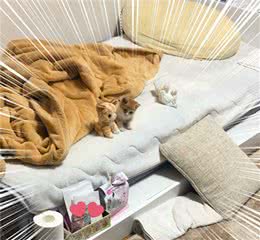 把毛绒玩具当作猫同伴的流浪小猫，放下戒心接纳主人，真可爱