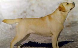 犬种百科—拉布拉多寻回犬，你不知道的小知识