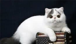 异国短毛猫的日常护理要点