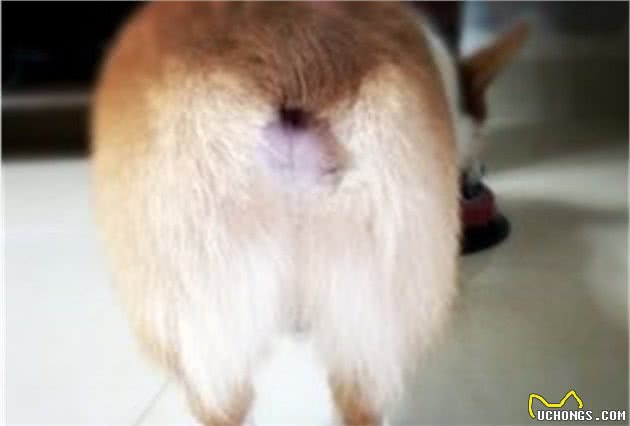 给狗狗洗白白，这才是正确姿势！