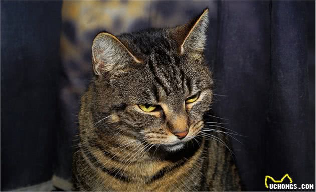 这些看起来像老虎的猫咪，你养过吗？