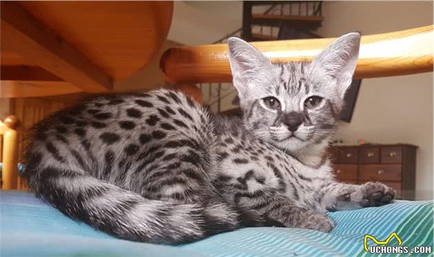 这些看起来像老虎的猫咪，你养过吗？