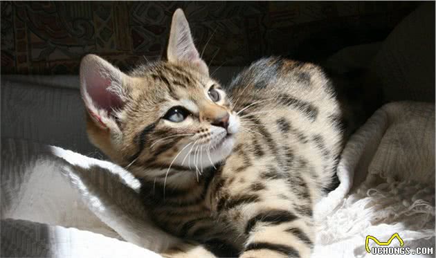 这些看起来像老虎的猫咪，你养过吗？