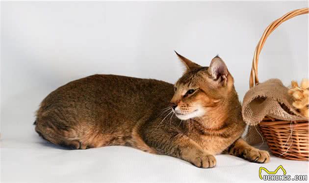 这些看起来像老虎的猫咪，你养过吗？