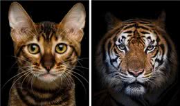这些看起来像老虎的猫咪，你养过吗？