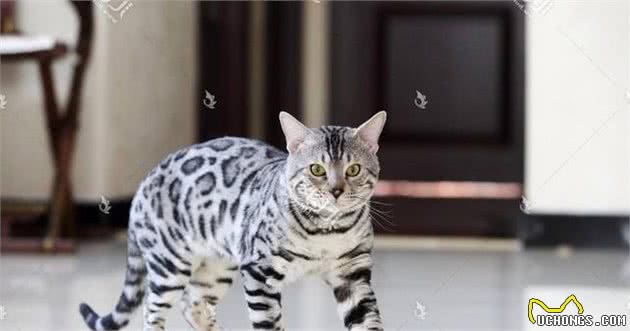 最受人们欢迎的十大猫咪