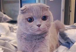 最受人们欢迎的十大猫咪