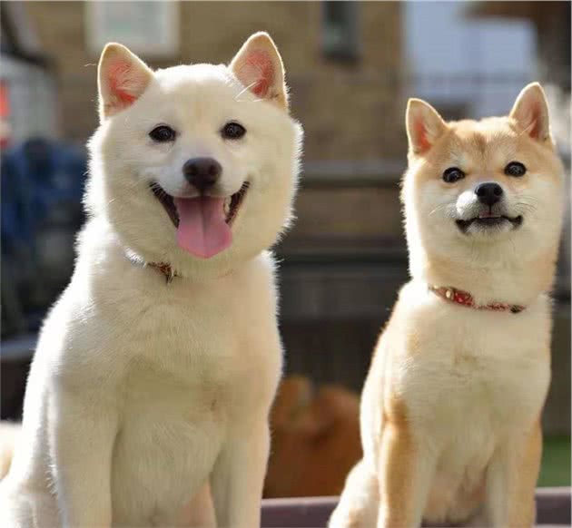 购买柴犬前准铲屎官必须要知道的三件事