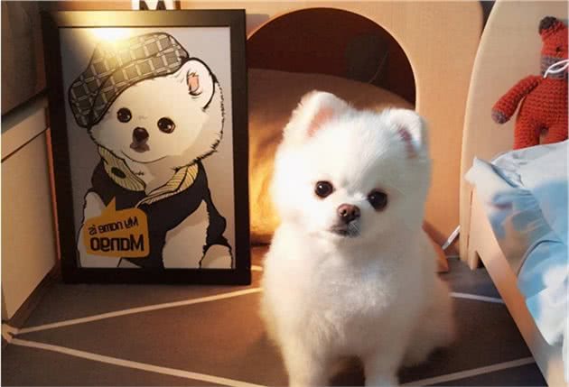 买博美犬要慎重！有这6个特征，都不值得买