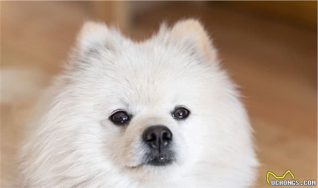 买博美犬要慎重！有这6个特征，都不值得买