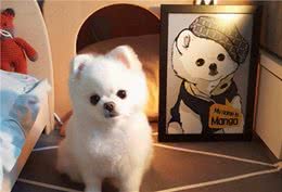 买博美犬要慎重！有这6个特征，都不值得买