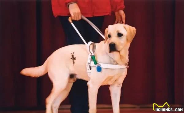 导盲犬是如何炼成的？