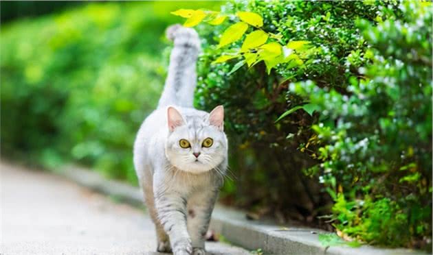 为什么宠物猫比土猫更亲人？原因挺无奈的