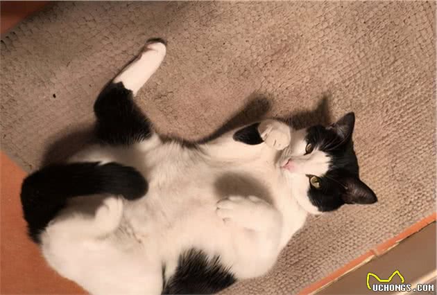为什么宠物猫比土猫更亲人？原因挺无奈的
