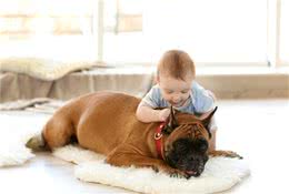 家里有小宝宝养狗是否有危害？家长们看完利弊再决定要不要饲养