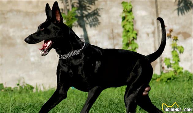 遇到这些“猛犬”，请快点躲开，小心被攻击