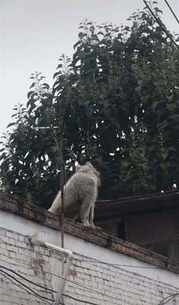 去乡下看望奶奶，却发现墙头有只灰狗，确认身份后气不打一处来