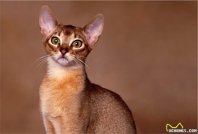 古代埃及神猫的原身－阿比西尼亚猫