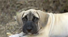 狗狗不开心，却能很快安抚好他，这些主人都做对了什么