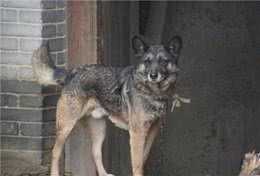小型犬种，天生就是给人类当宠物的，选择颜值高的小宠物狗更合适