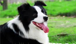 6种再聪明也当不了“警犬”的狗，二哈：容易倒戈