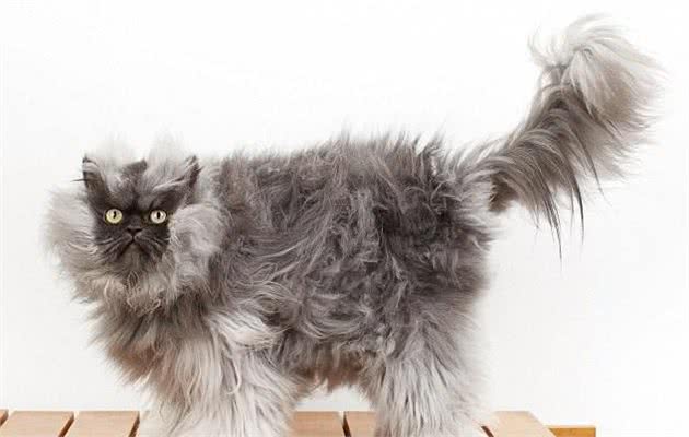 7种世界上最丑的猫排行榜，知道两种算厉害，知道5种是专家