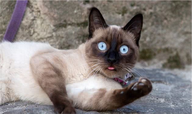 7种世界上最丑的猫排行榜，知道两种算厉害，知道5种是专家