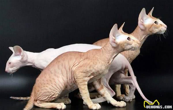 7种世界上最丑的猫排行榜，知道两种算厉害，知道5种是专家