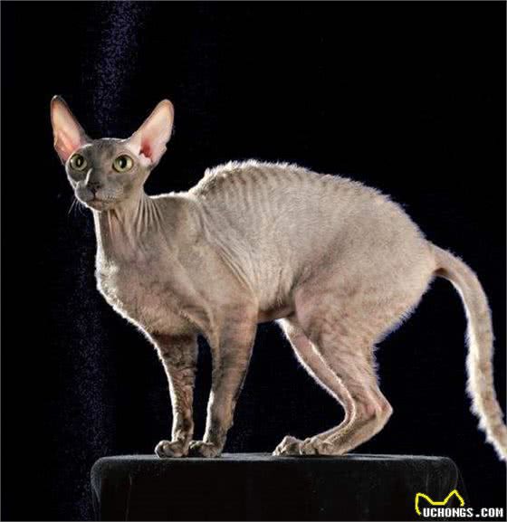 7种世界上最丑的猫排行榜，知道两种算厉害，知道5种是专家