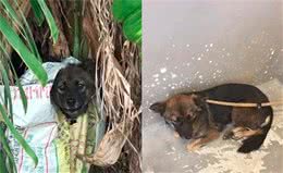 幼犬被装化肥袋遗弃路边，拼尽全力咬开袋子求生：我想活下去