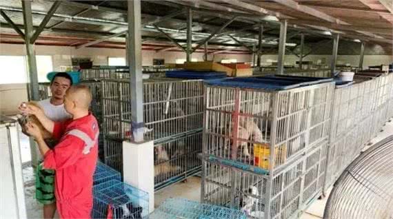 上海的一座古寺里，没有香火味，只有流浪猫狗的味道……