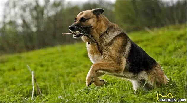 根据基因分析最古老的14个犬种，中国占了6个