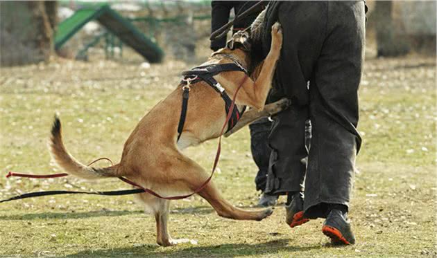 “工作犬之王”马犬，为什么被大家“弃养”？网友：我怕了！