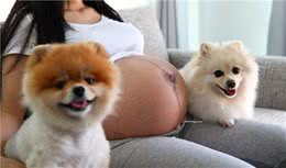 饲养博美犬的有什么好处？这5大好处，让你从此爱上它