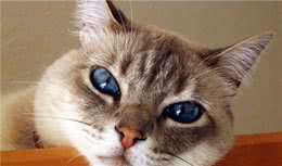 史上最全品种猫介绍大全