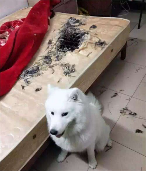 狗界中最败家的6大狗狗，个个都是“赔钱货”，实在养不起
