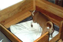 狗狗睡觉事情多，刨窝转圈搞不停，母狗要注意是不是怀孕了！